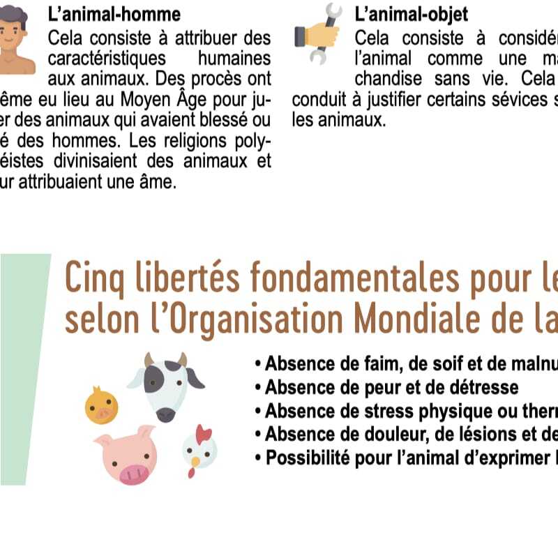 3 infographies FLE sur le neuromarketing, le bien-être animal et les prévisions pour 2050